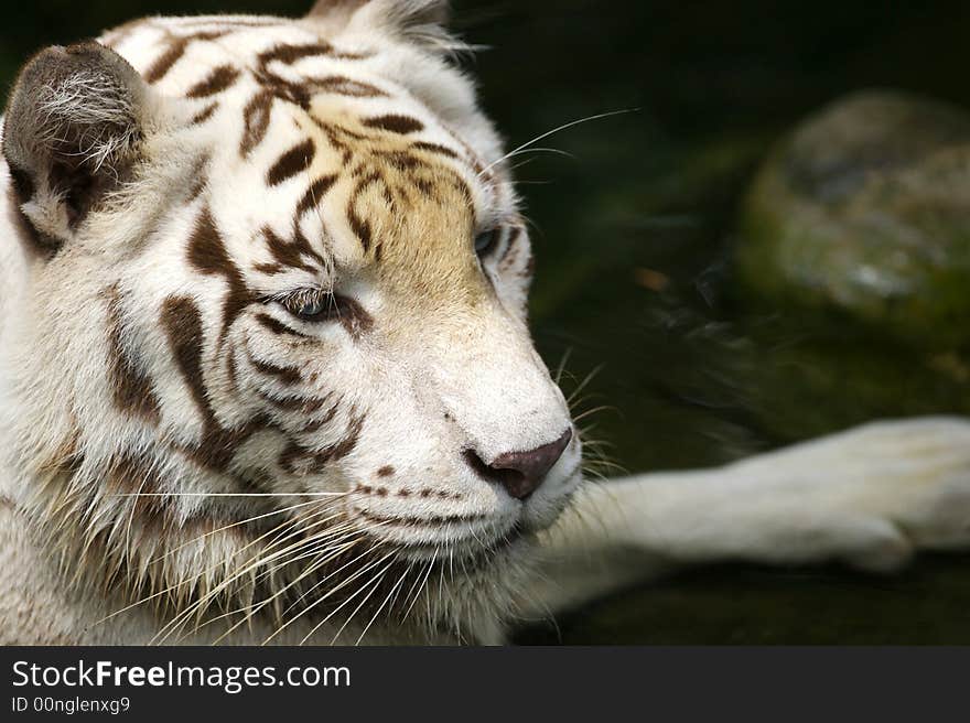 White Tiger