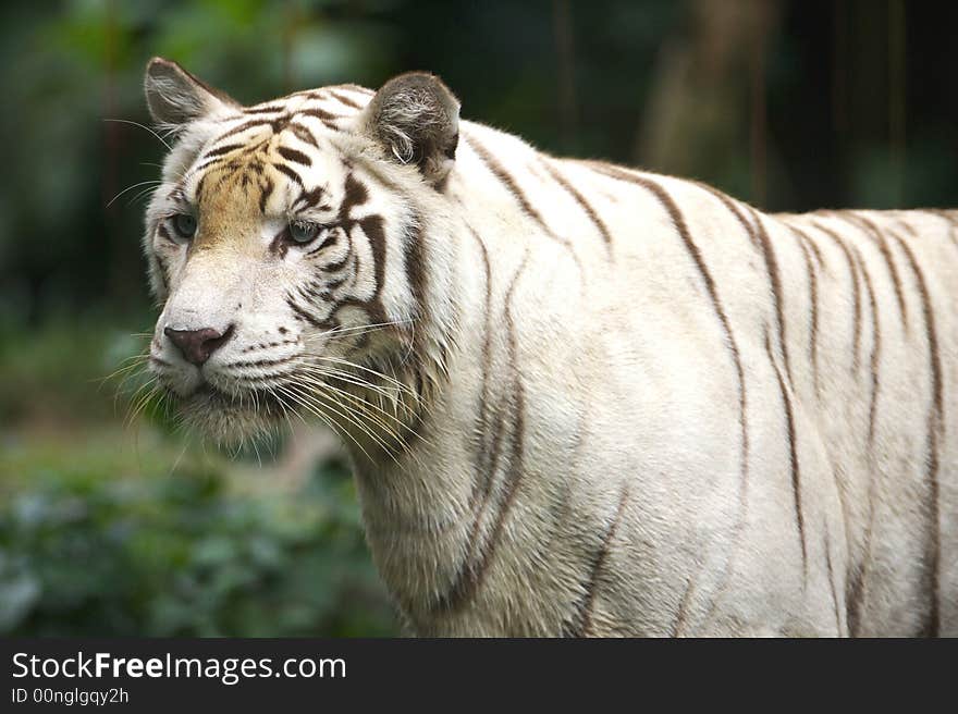 White Tiger