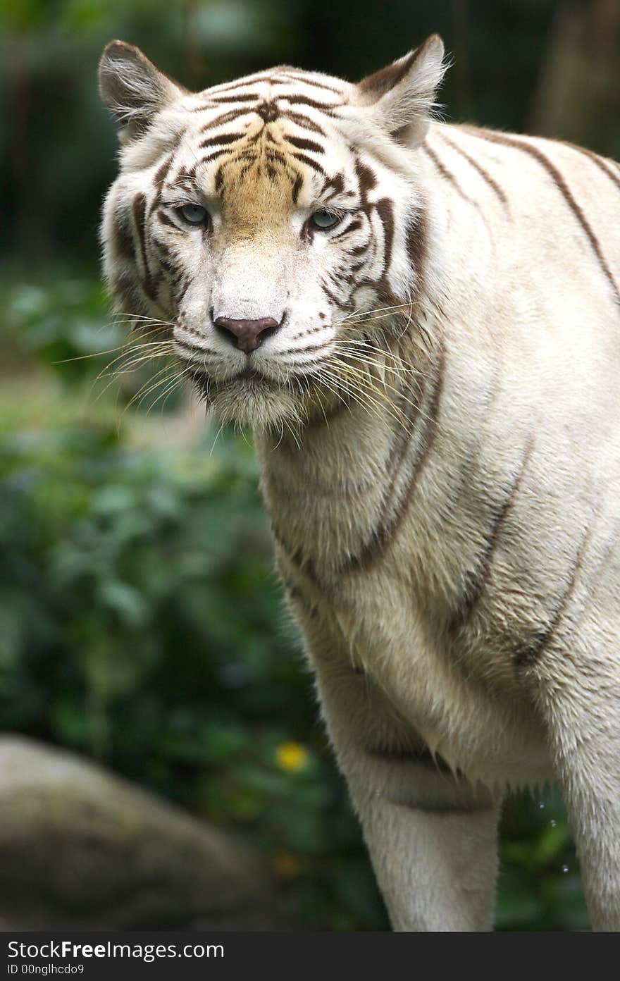 White Tiger