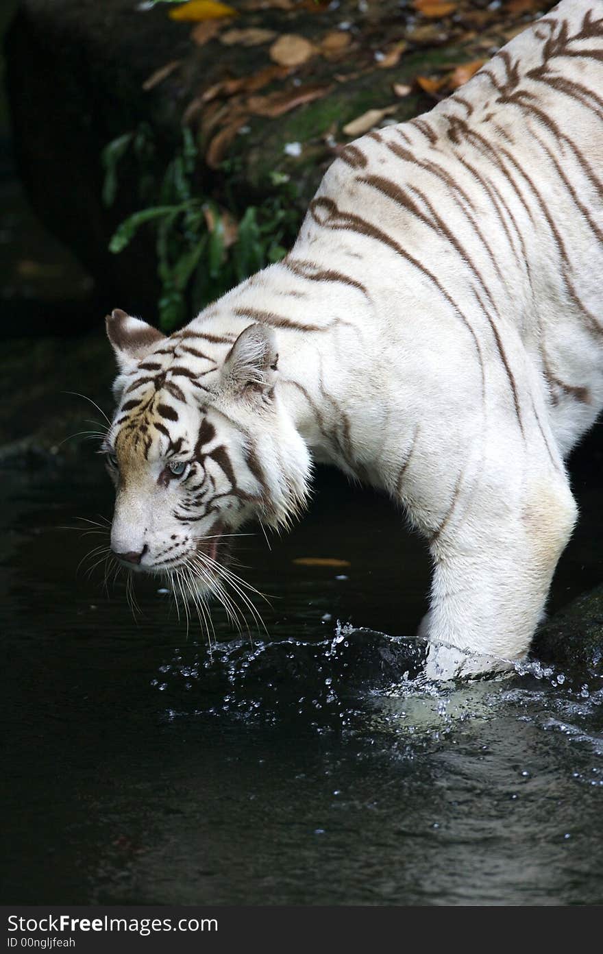 White Tiger