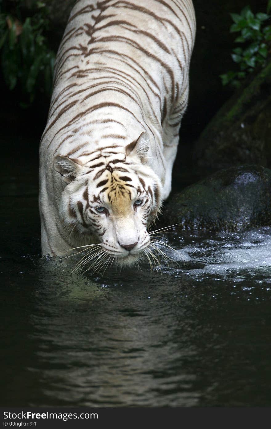 White Tiger