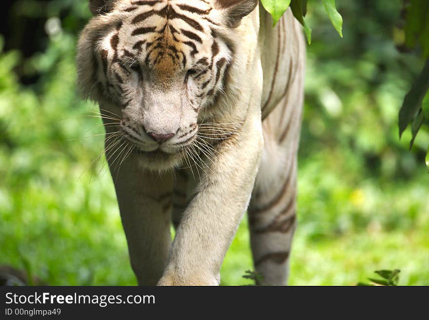 White Tiger