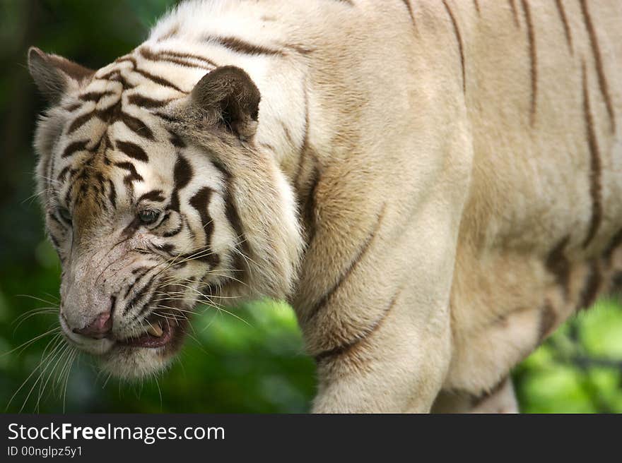 White Tiger