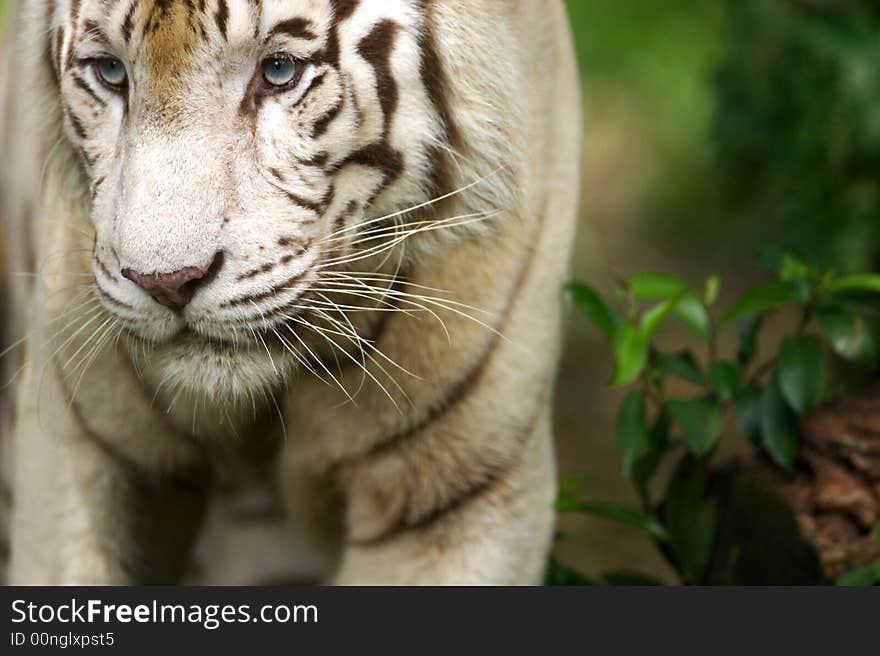 White Tiger