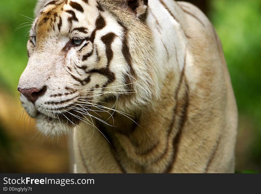 A white tiger on the prowl