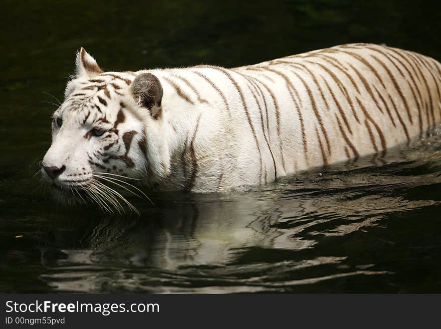 White Tiger