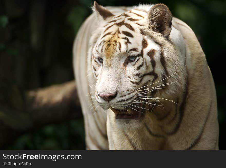 White Tiger