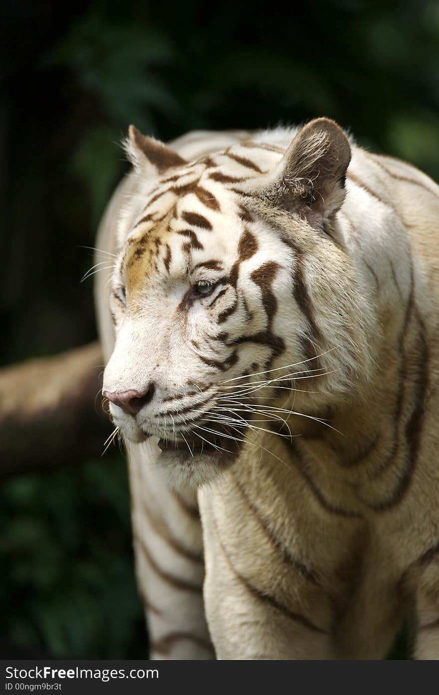 White Tiger