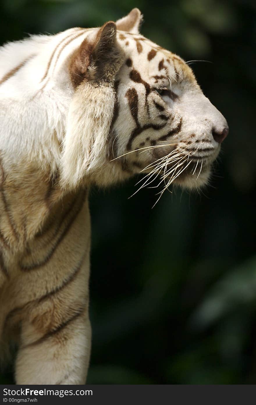 White Tiger