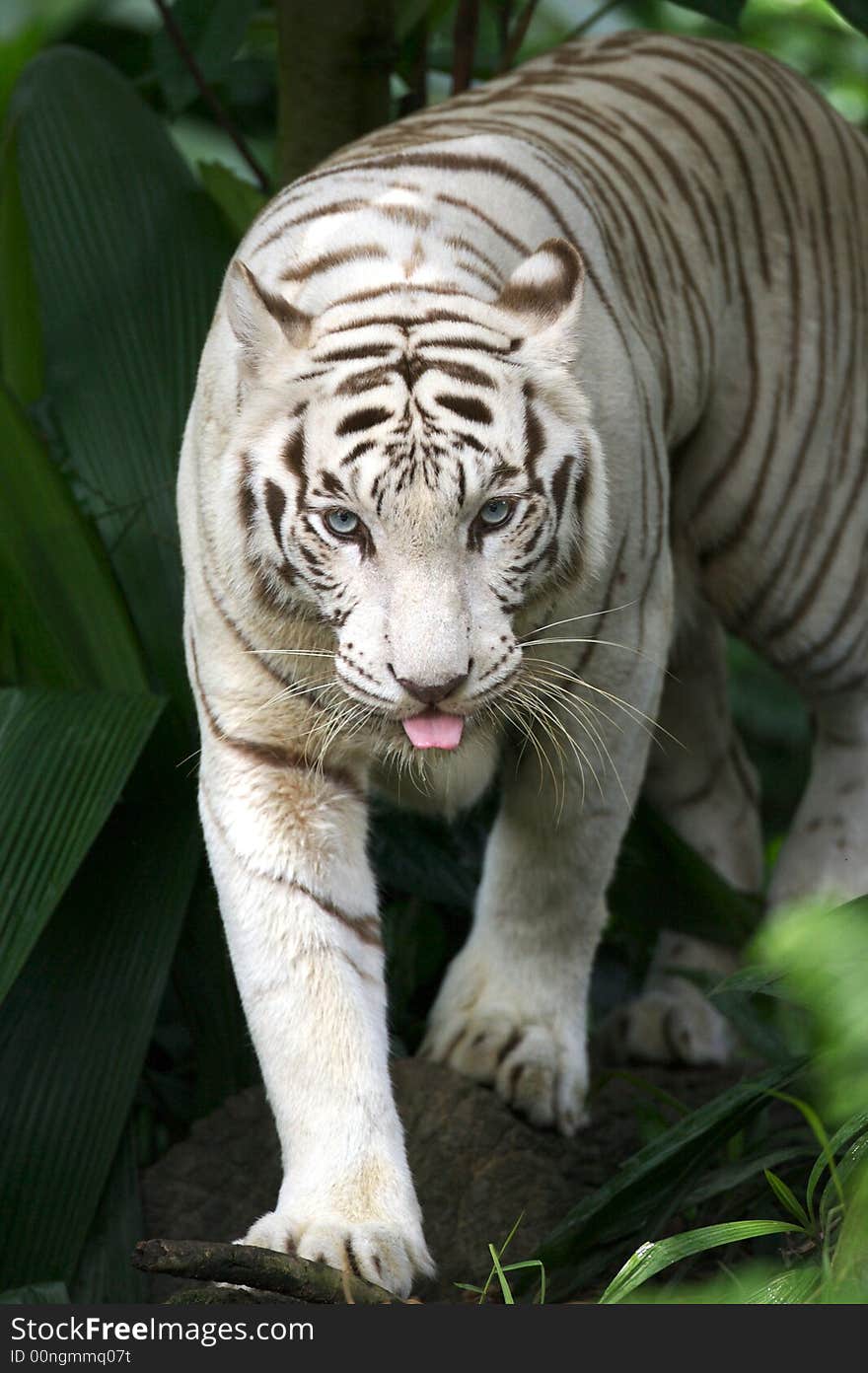 White Tiger