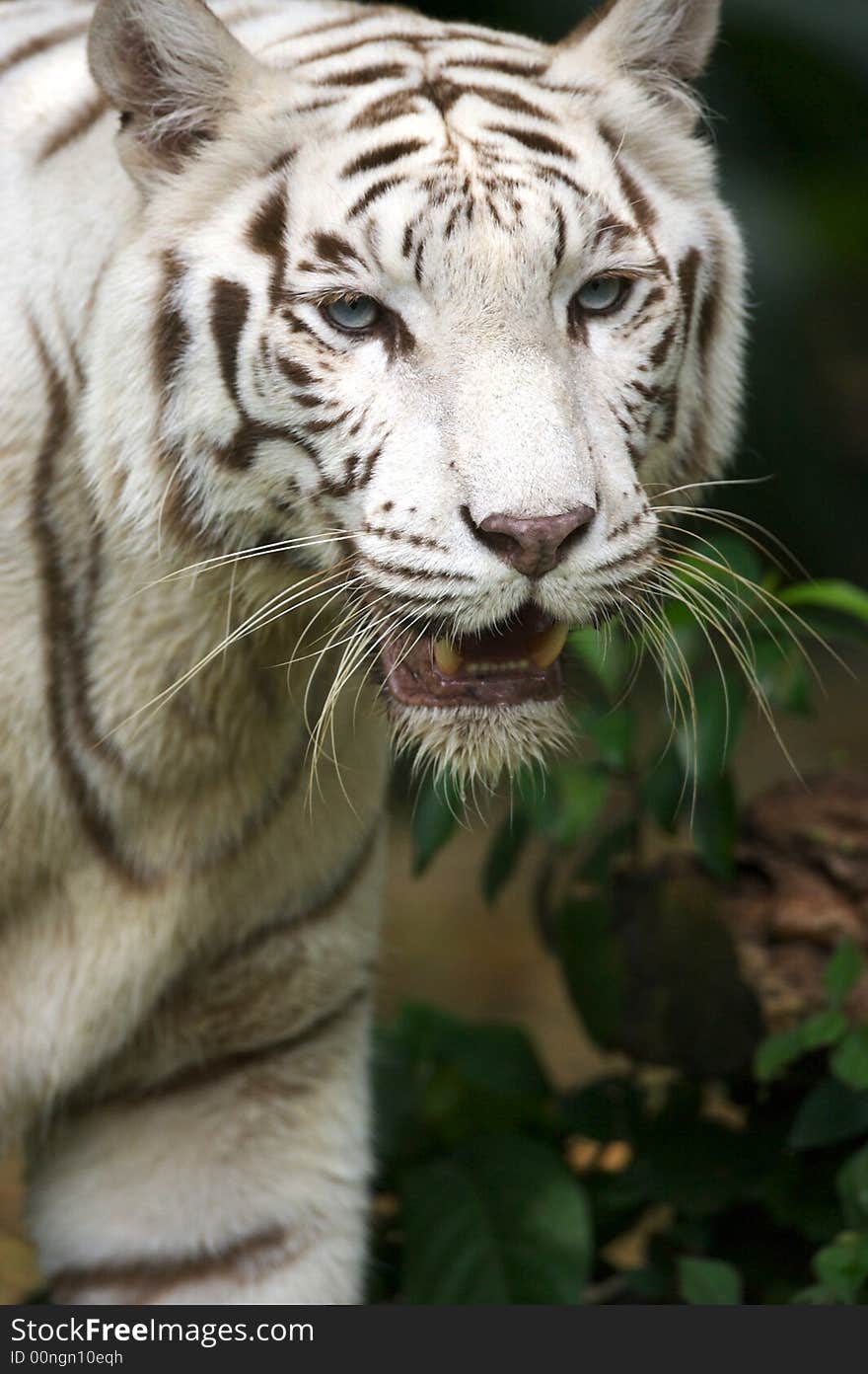 White Tiger