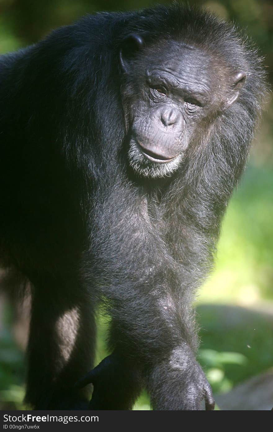 A family of chimpanzees found in the wild