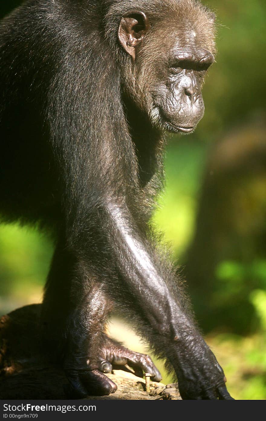 A family of chimpanzees found in the wild