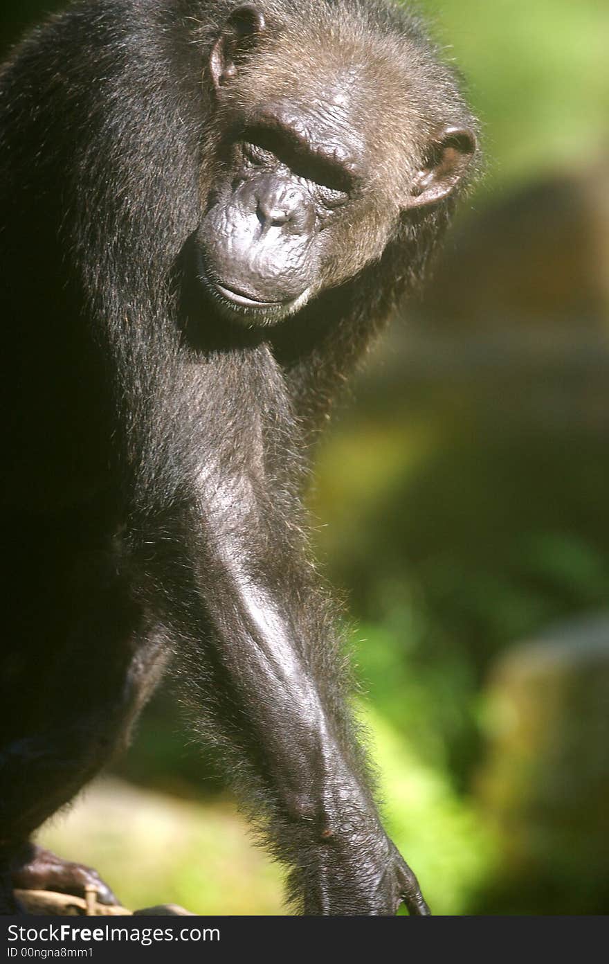 A family of chimpanzees found in the wild