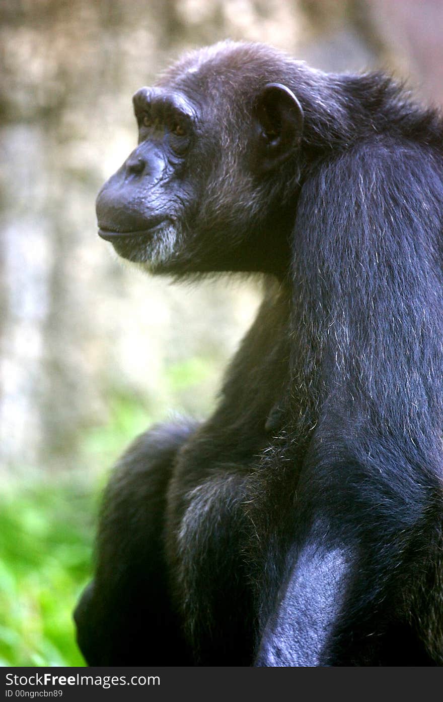 A family of chimpanzees found in the wild