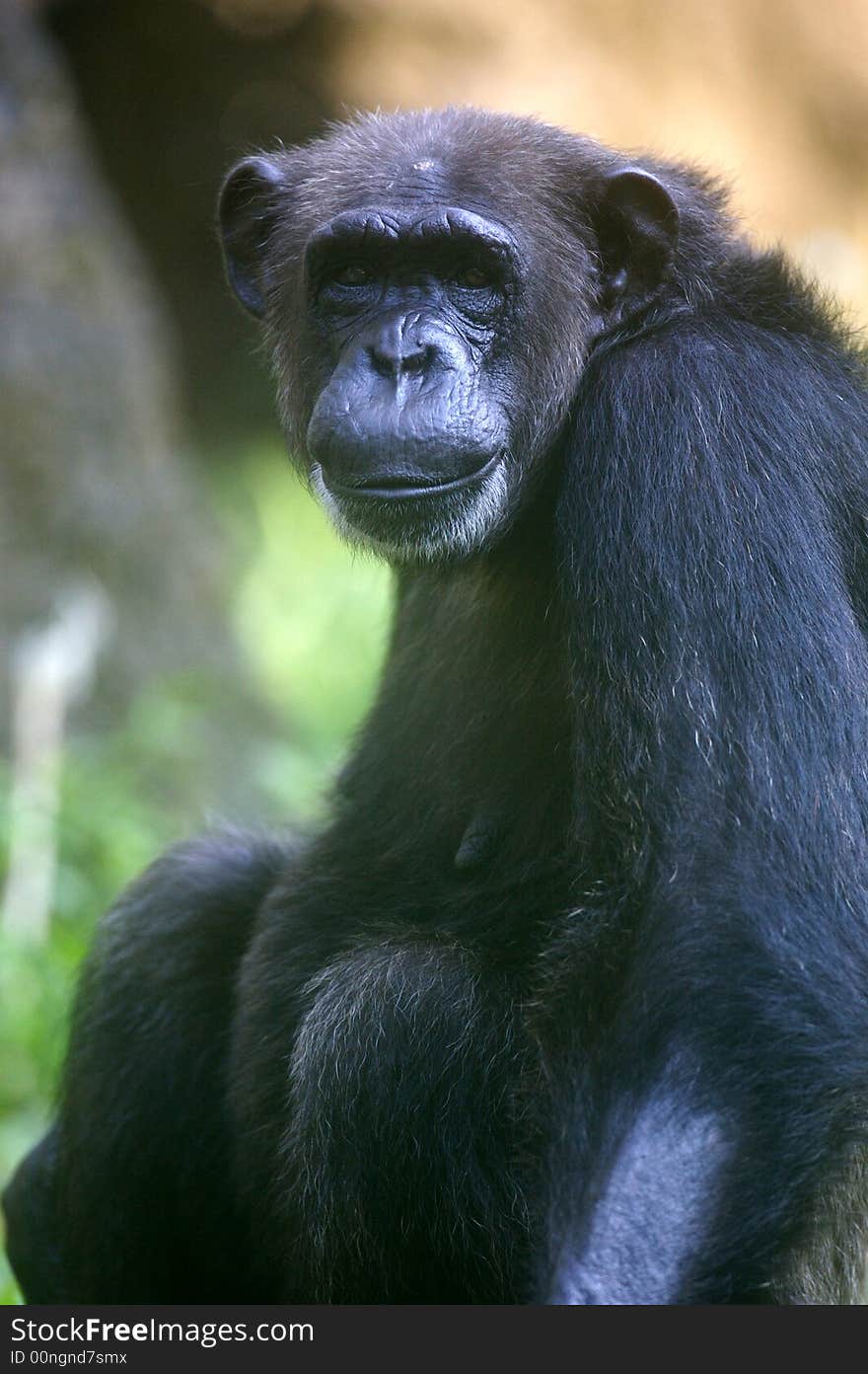 A family of chimpanzees found in the wild