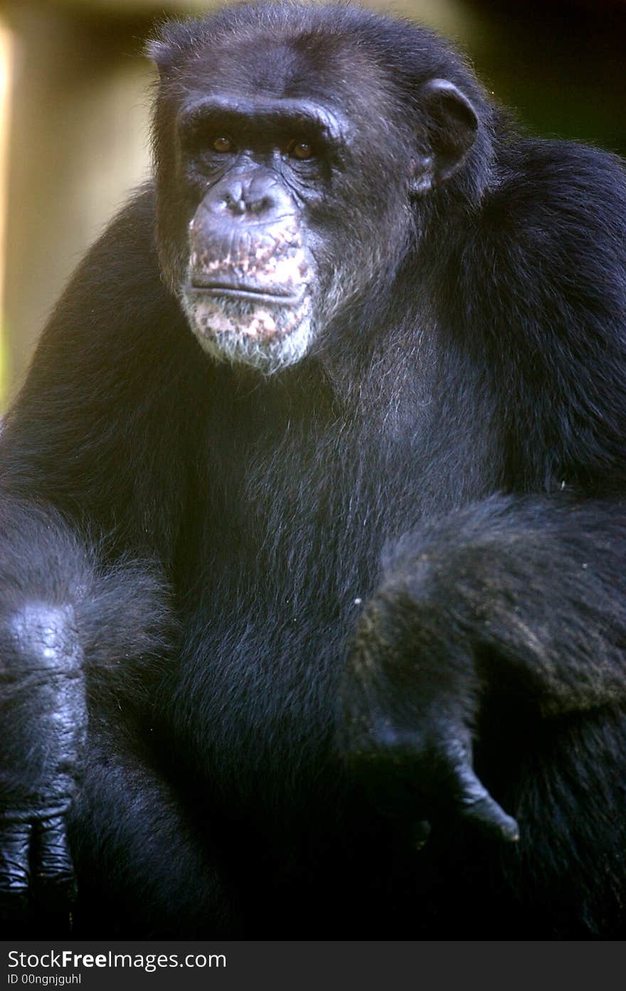 Chimpanzee