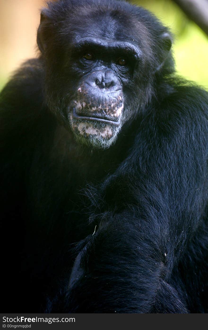 Chimpanzee