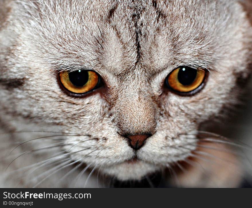 A macro shot of a cat with its eyes wide open. A macro shot of a cat with its eyes wide open.