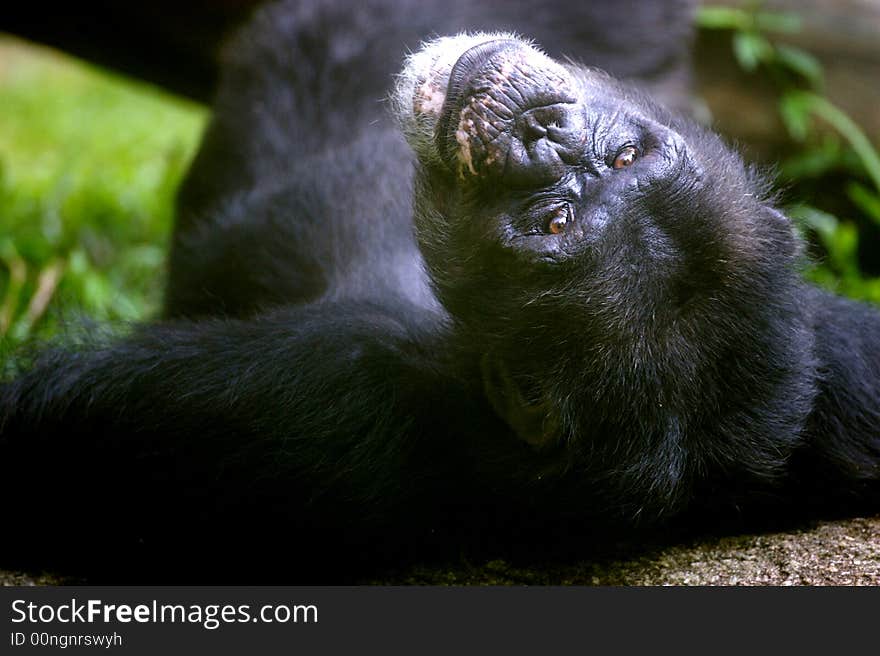 A family of chimpanzees found in the wild