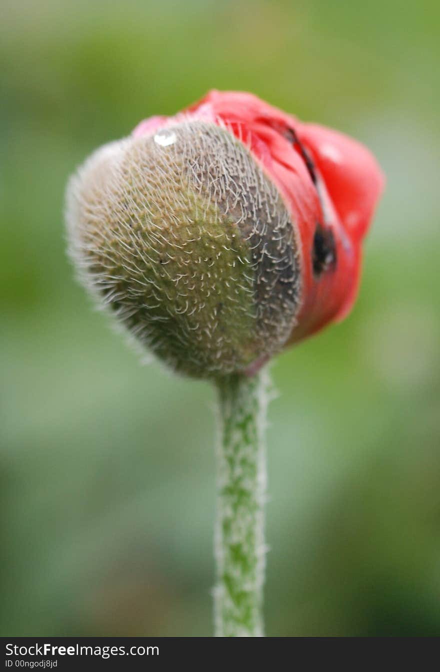 Flower about to open