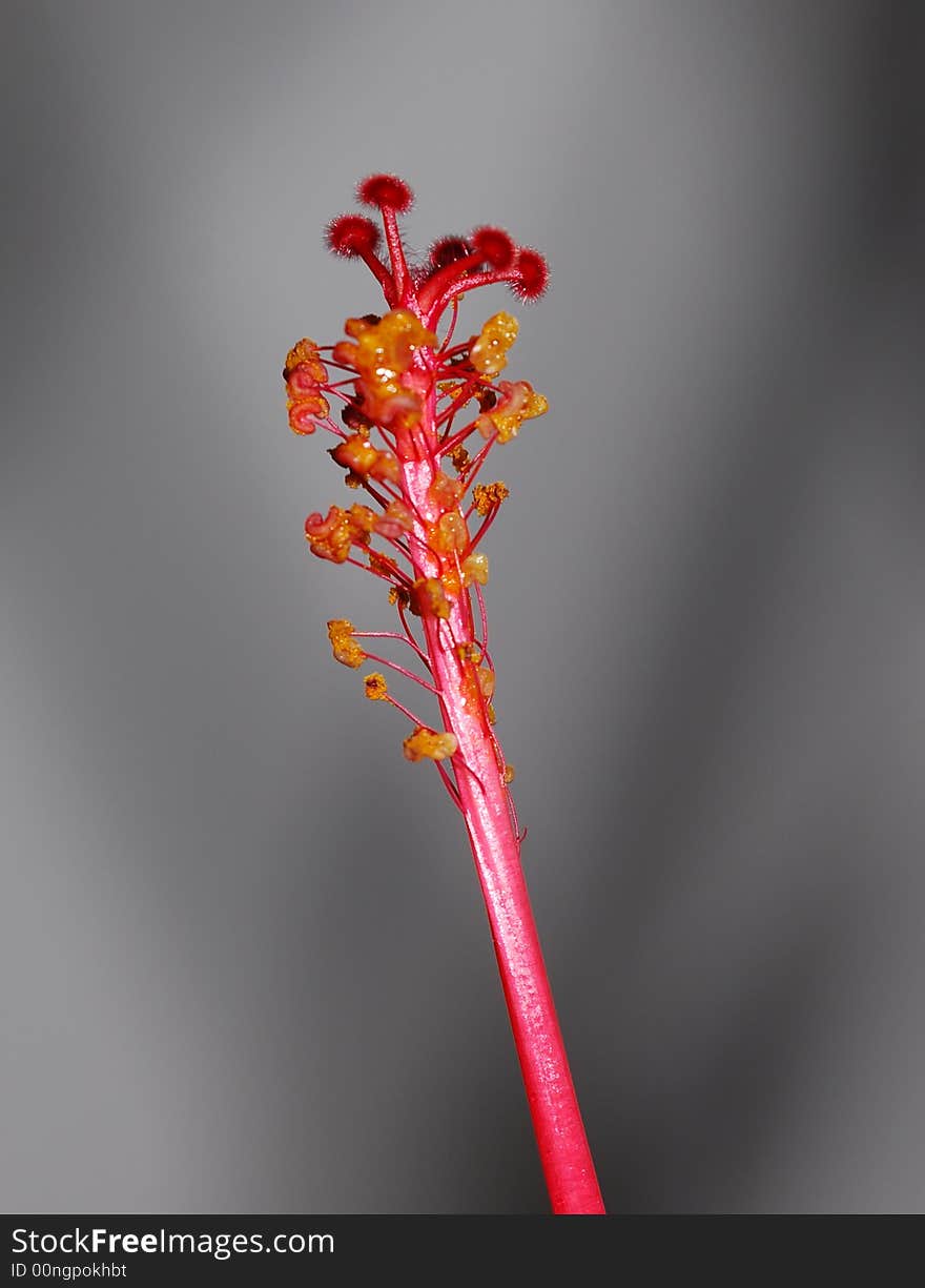 Red Stem on Gray