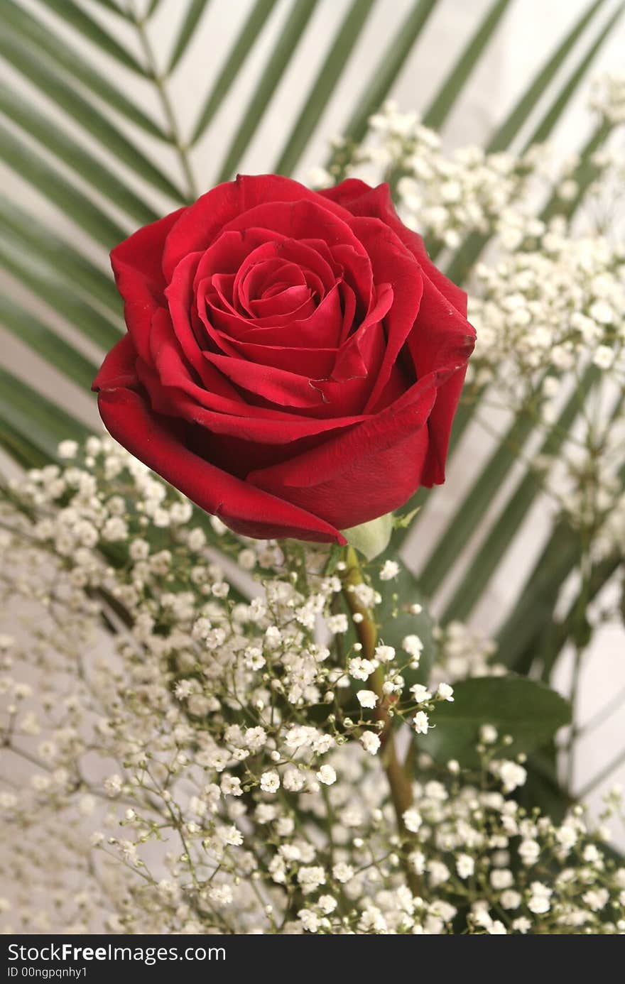 One red rose among green leaves