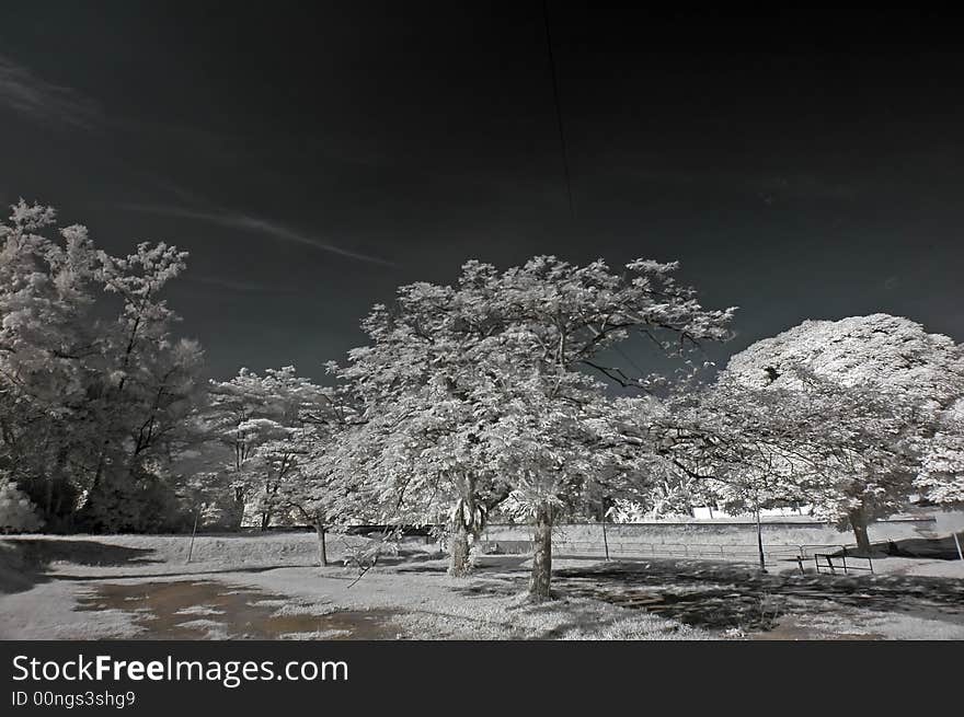 Infrared photo – tree, skies and cloud in the pa