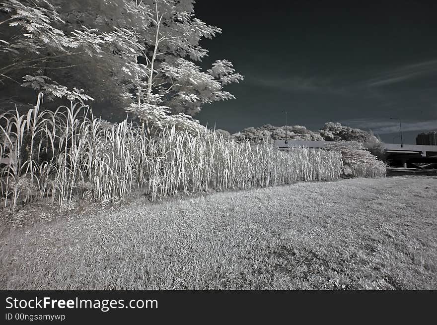 Infrared photo – tree, skies and cloud in the pa