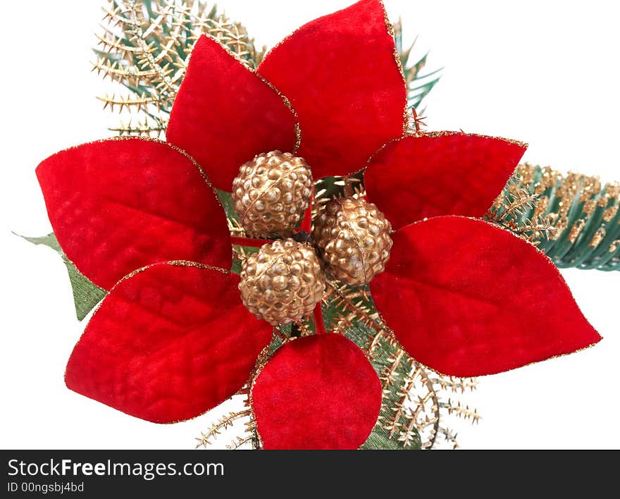 Poinsettia