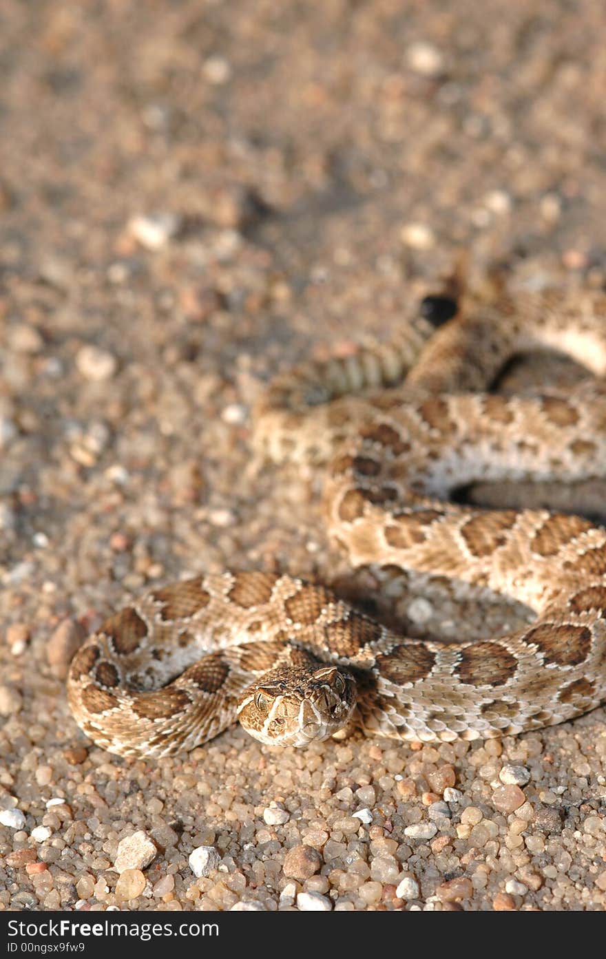 Juvenile Prairie Rattlesnake