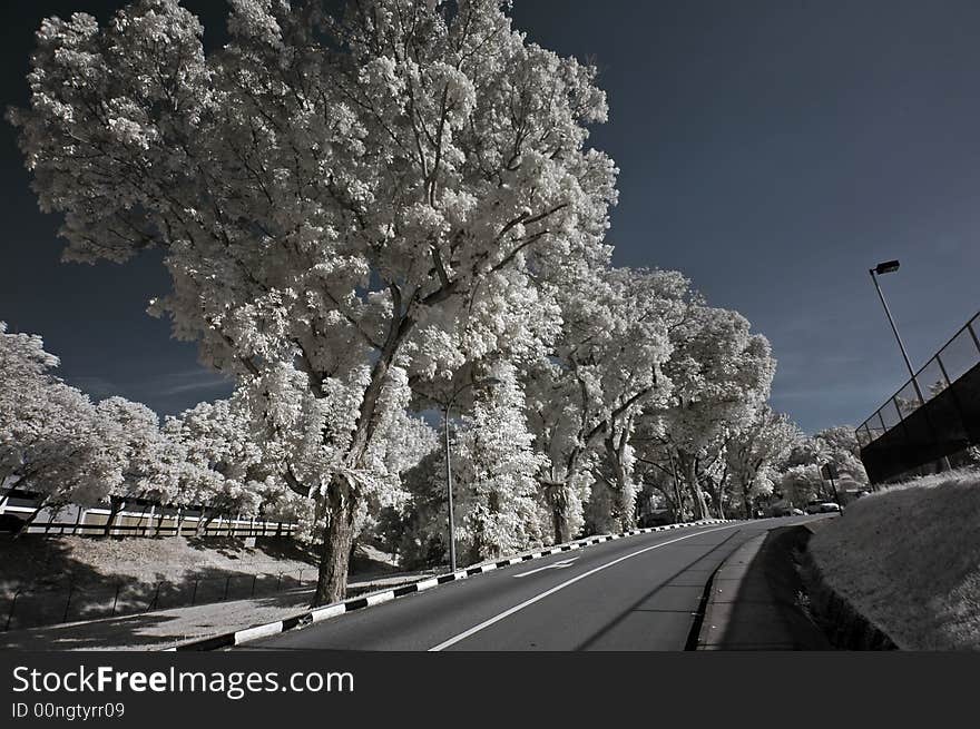 Infrared Photo â€“ Tree, Highway And Cloud