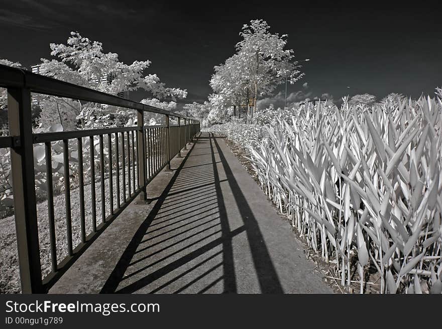 Infrared photo – tree, walk path and cloud