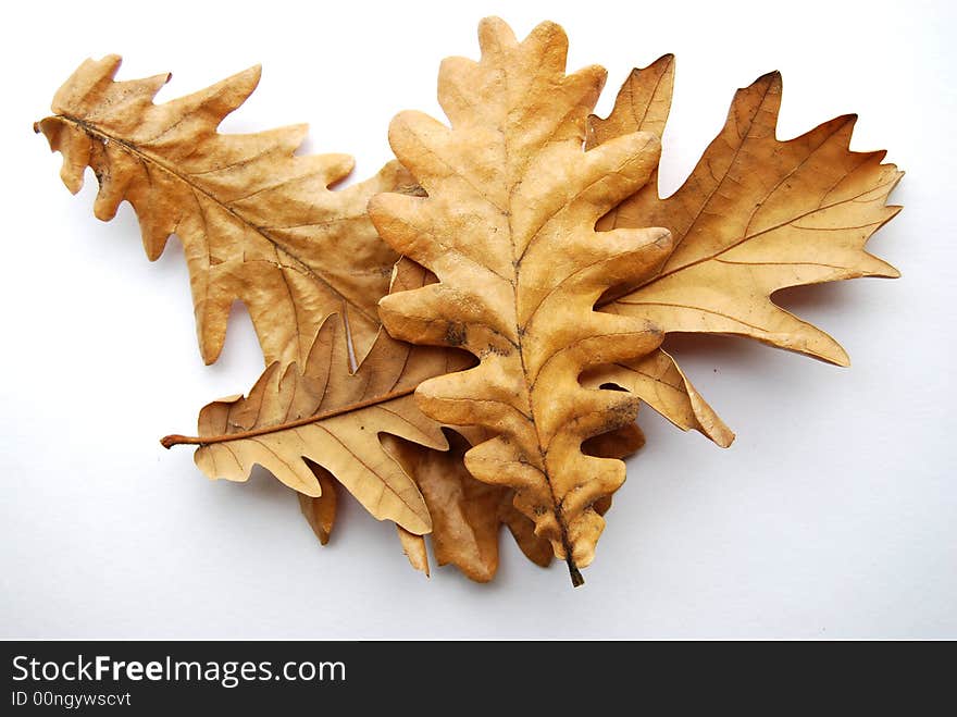 Compilation of 3 dried leaves in the same color with a white background. Compilation of 3 dried leaves in the same color with a white background.