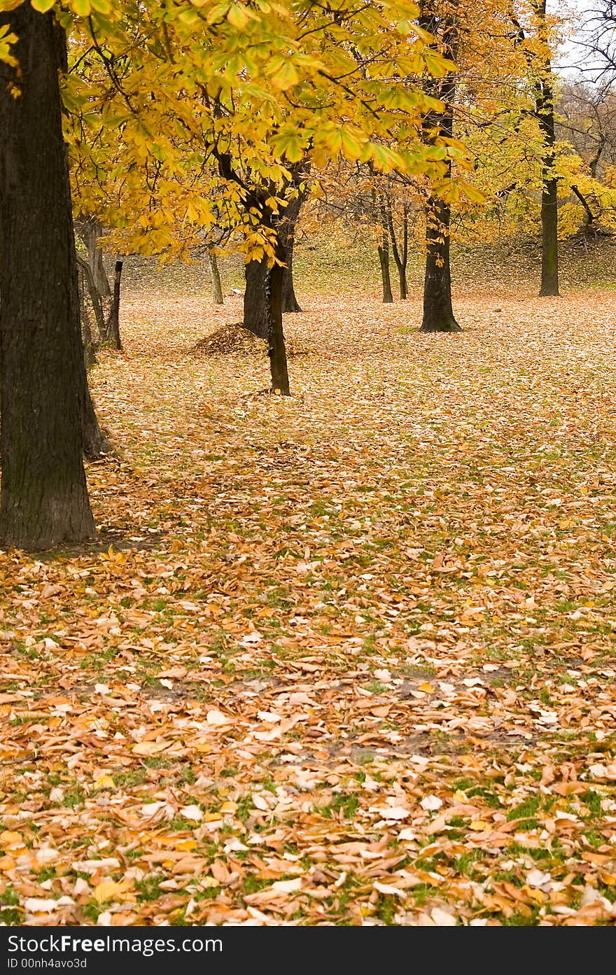 Autumn Colors In Forest