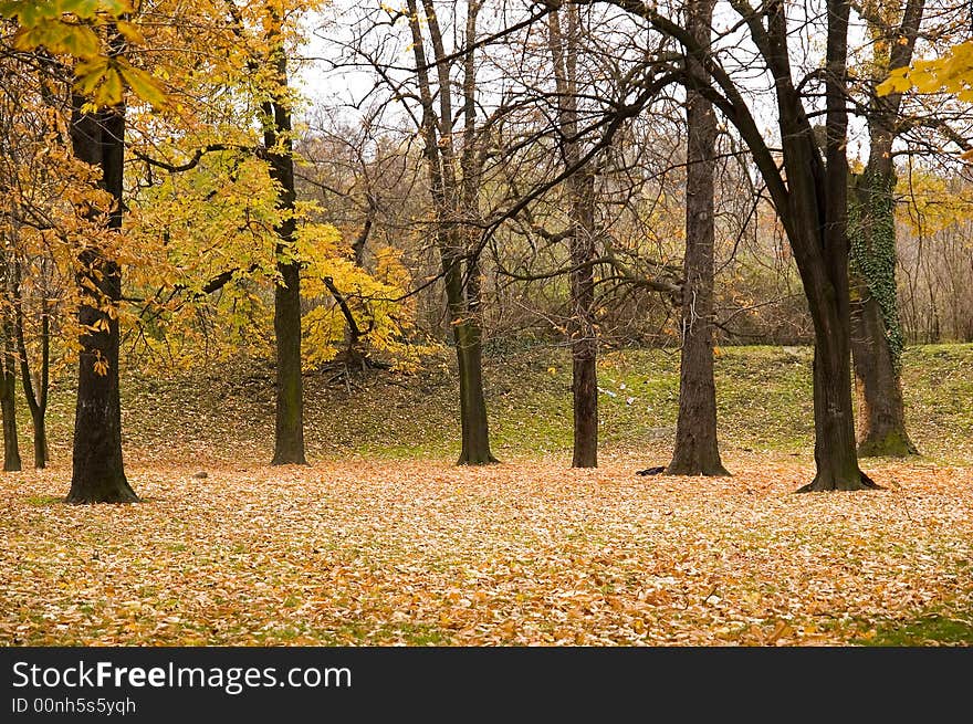 Autumn colors in forest