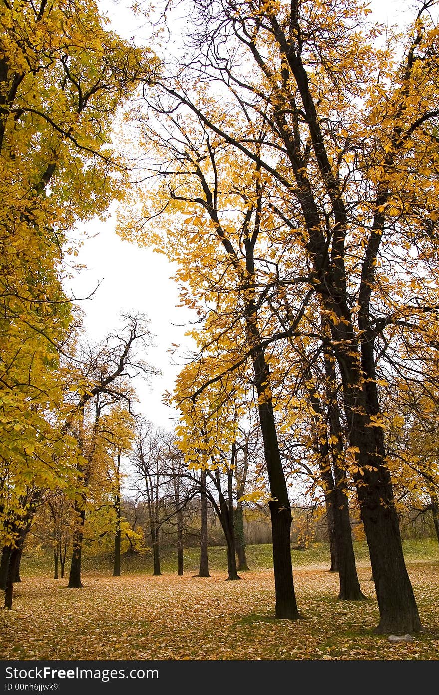 Autumn colors in forest