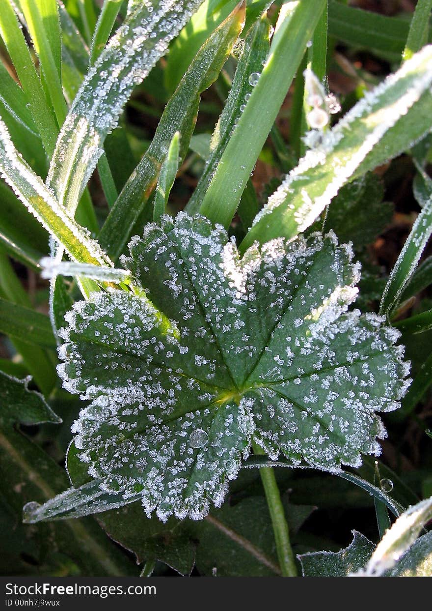 Hoarfrost on a grass