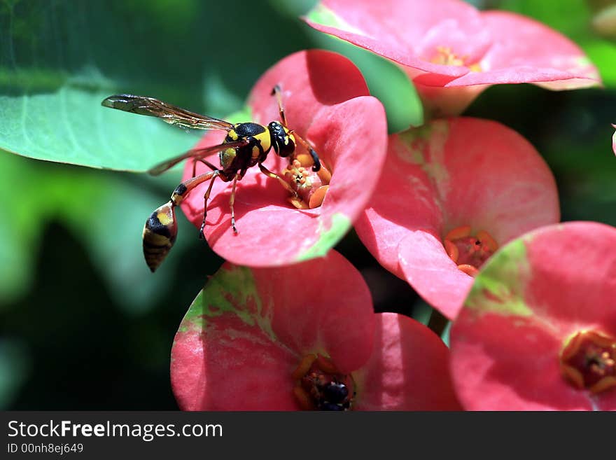 The combination of Yellow and Black body of the tropical wasp are very contrast and amazing me. The combination of Yellow and Black body of the tropical wasp are very contrast and amazing me.