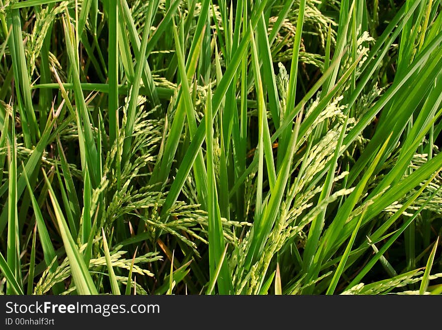 Rice field in Java, Indonesia