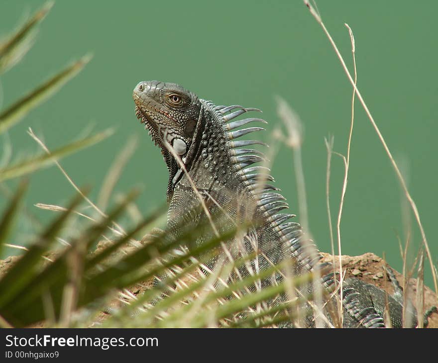 Iguana keeps the guard