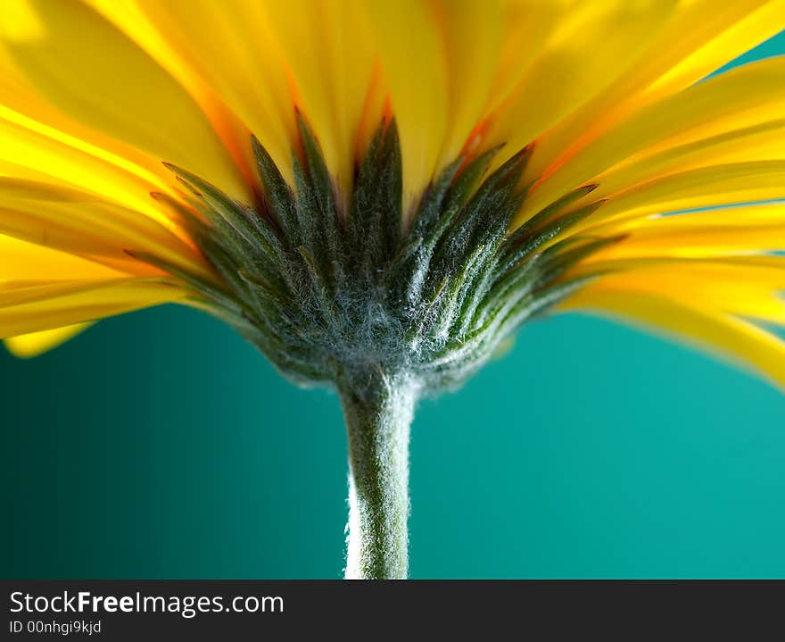 Yellow gerber flower