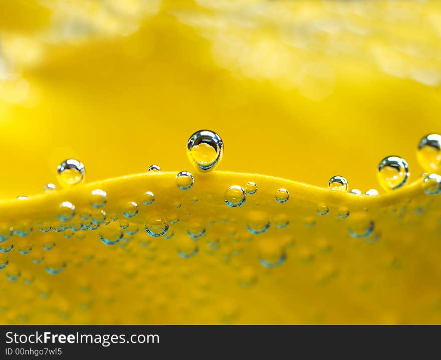 Bubbles on yellow lilly in the water