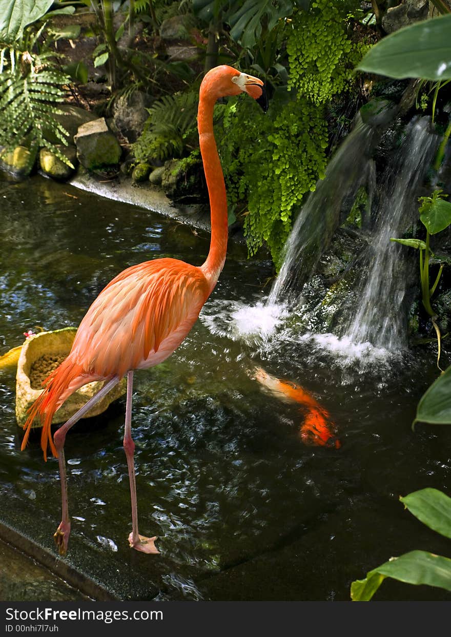 Flamingo