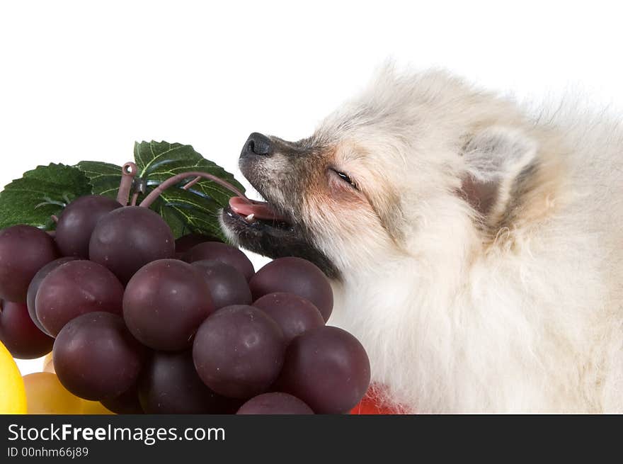 The puppy of the spitz-dog and fruit. The puppy of the spitz-dog and fruit