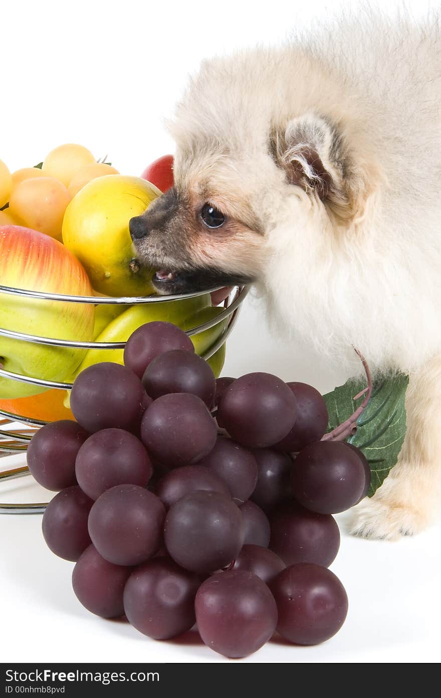 The puppy of the spitz-dog and fruit. The puppy of the spitz-dog and fruit