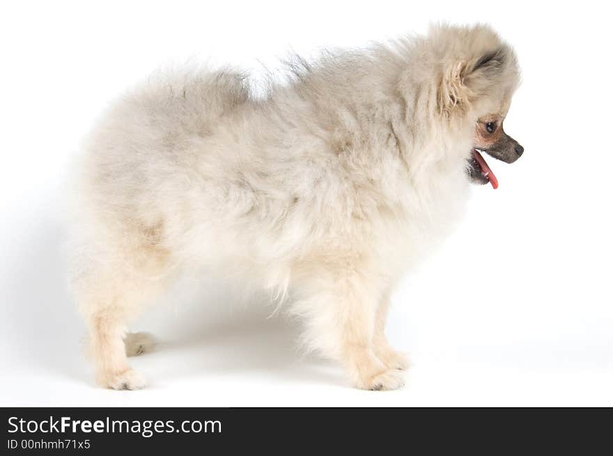 The Puppy Of The Spitz-dog