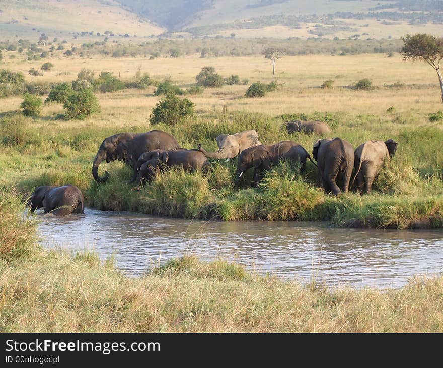 A group of african elephants