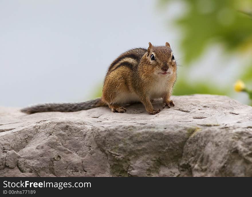 Chipmunk