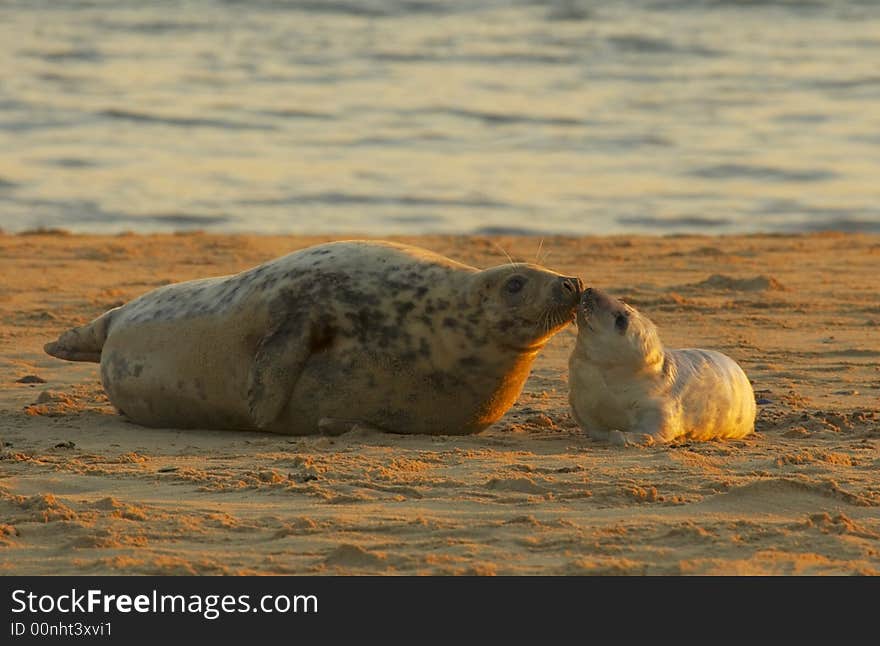 A mother grey seal greets her pup after returning from the sea. A mother grey seal greets her pup after returning from the sea